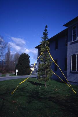 Umbrella pine on the Riverview grounds
