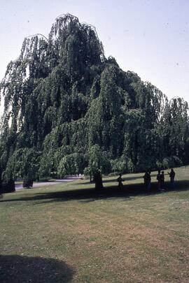 Tree on the Riverview grounds
