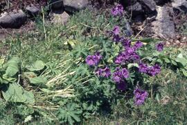 Finnie's Garden