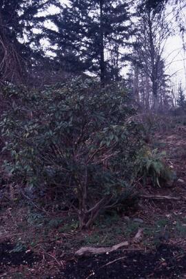 Rhododendron on the Riverview grounds