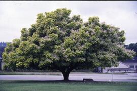 Southern catalpa tree on the Riverview grounds