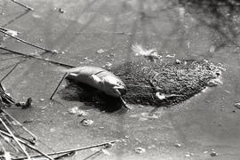 Dead fish in a creek leading into Como Lake