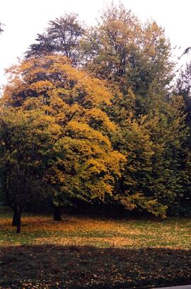 Riverview grounds in autumn