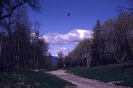 Bald eagle flying over the Riverview grounds