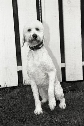 Pet O The Week. Maggie - Standard Poodle - White - Female - Young Adult