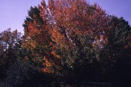 Riverview grounds in autumn