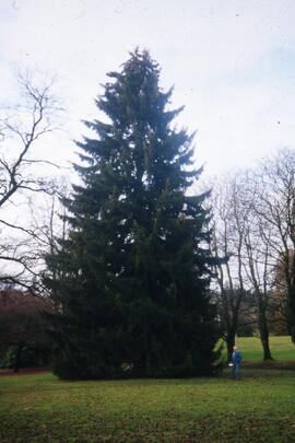 Tree on the Riverview grounds