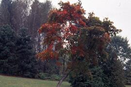 Tree on the Riverview grounds