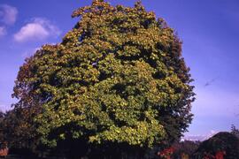 Tree on the Riverview grounds