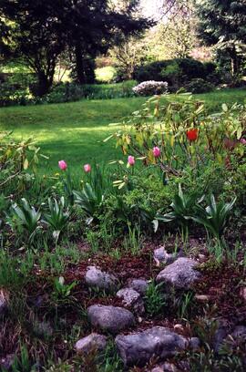 Tulips on the Riverview grounds