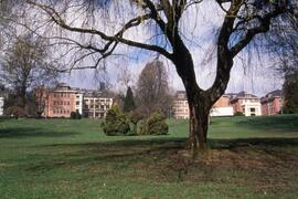 Tree on the Riverview grounds