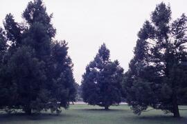 Anthrotaxis laxifolia tree on the Riverview grounds
