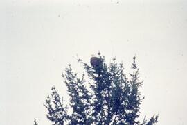 Bald eagle in a tree on the Riverview grounds
