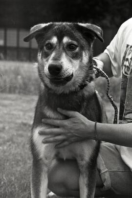 Wolfe, the Coquitlam SPCA's Pet of the Week