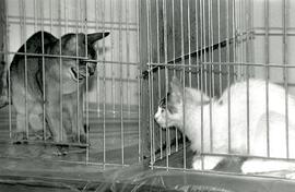 Two cats in cages