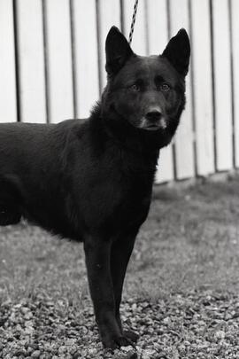 Beast of the Week, Blackie the dog 1