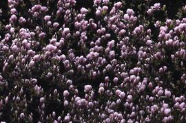 Magnolia tree on the Riverview grounds