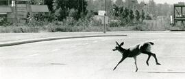 Young deer runs across Pinetree Wednesday, Sept 18, after its mother