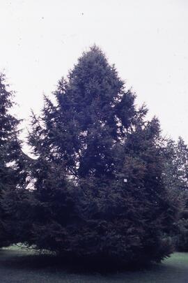 Tree on the Riverview grounds