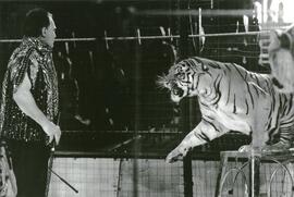 Tiger act at the Royal Canadian Circus Lougheed Mall