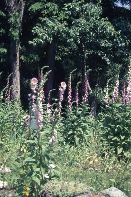 Finnie's Garden