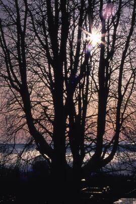 Tree at sunset on the Riverview grounds