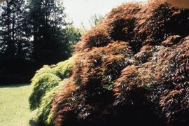 Japanese maple on the Riverview grounds