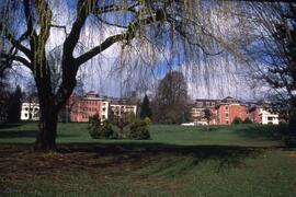 Weeping willow on the Riverview grounds