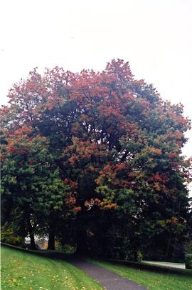 Riverview grounds in autumn