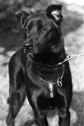 Pet of the week.