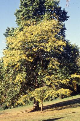 Tuliptree on the Riverview grounds