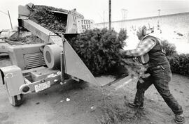 Bill Nichol mulches another tree at B.C. trasit lot on Sunday