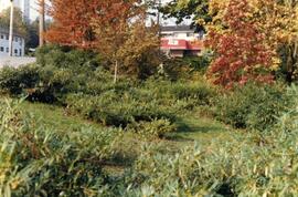 Park in Coquitlam