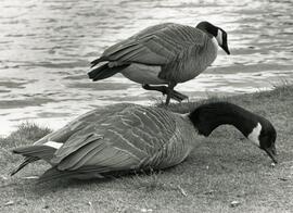 Canadian geese by the shore