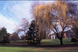Weeping willow on the Riverview grounds
