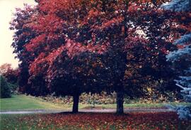 Riverview grounds in autumn