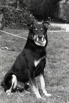 Rocky, the Coquitlam SPCA's Pet of the Week