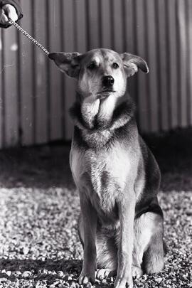 Beast of the Week, female adult shepherd...