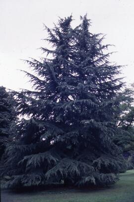 Deodar cedar on the Riverview grounds