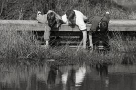 Mundy Park boys looking at live in watert. Paul and Bill Wilton and Cameron Burke...