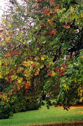 Riverview grounds in autumn