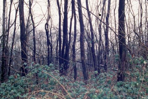 Open original Photographs and Documents