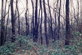 Trees on the Riverview grounds
