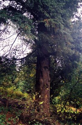 Riverview grounds in autumn