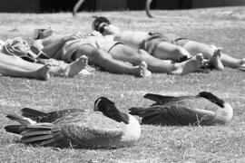People sunbathing with Canadian geese on White Pine Beach at Belcarra Regional Park