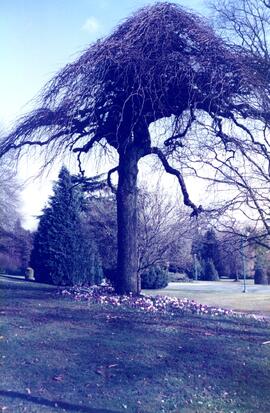 Tree on the Riverview grounds