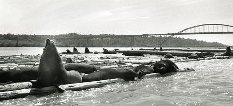 Open original Photographs and Documents