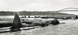 Sea lions on a log boom