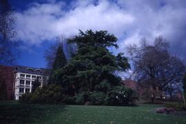 Cedar tree on the Riverview grounds