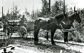 Horse carriage on Austin Avenue